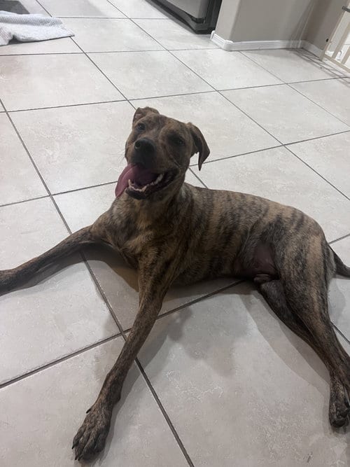 Photo of Odin #8, adoptable American Pit Bull Terrier in Chandler, Arizona