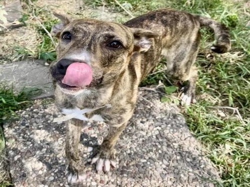 Photo of Scarlett, adoptable Staffordshire Bull Terrier in Houston, Texas