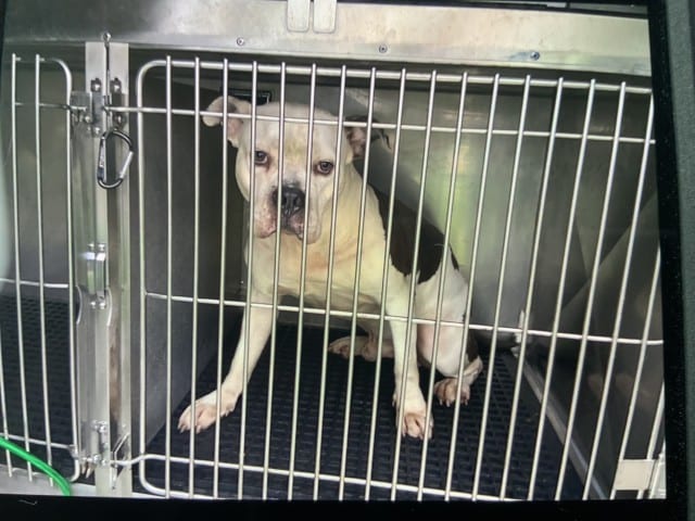 Photo of Snoop, adoptable American Bulldog mix in Chicago, Illinois