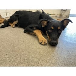 Photo of Phoebe, adoptable German Shepherd Dog Australian Shepherd in San Bernardino, California