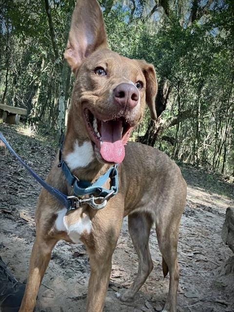 Photo of Yumi, adoptable Husky in Tallahassee, Florida