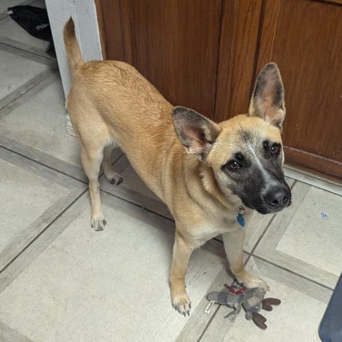 Photo of Bella XXVII (New Digs), adoptable German Shepherd Dog in Dallas, Texas