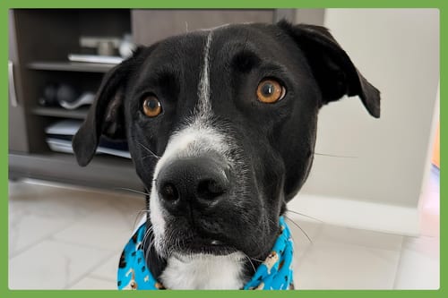 Photo of Blue, adoptable American Pit Bull Terrier in Amherst, Massachusetts