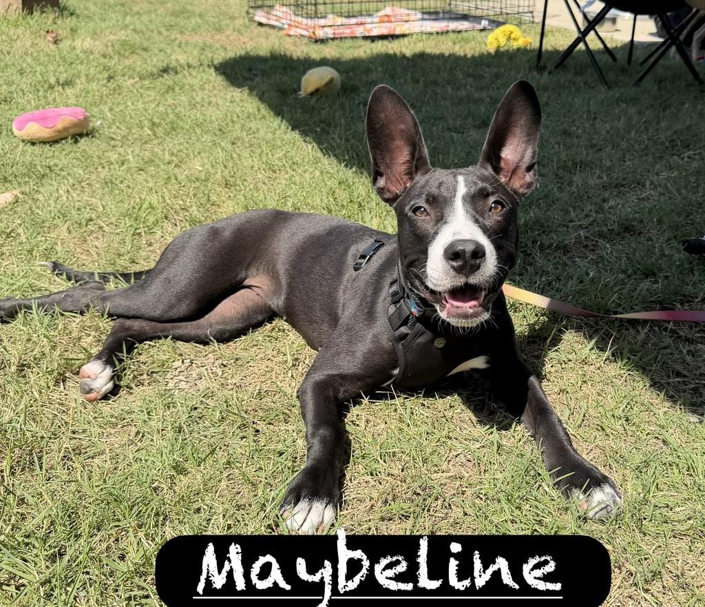 Photo of Maybeline, adoptable Pit Bull Terrier in Maumelle, Arkansas