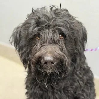 Photo of Orson, adoptable Poodle (Standard) in Las Vegas, Nevada