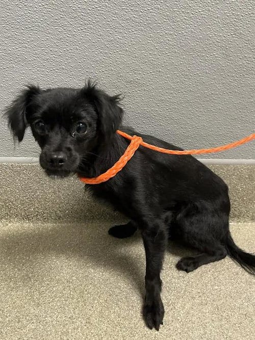 Photo of Biscuit, adoptable Chihuahua in Las Vegas, Nevada