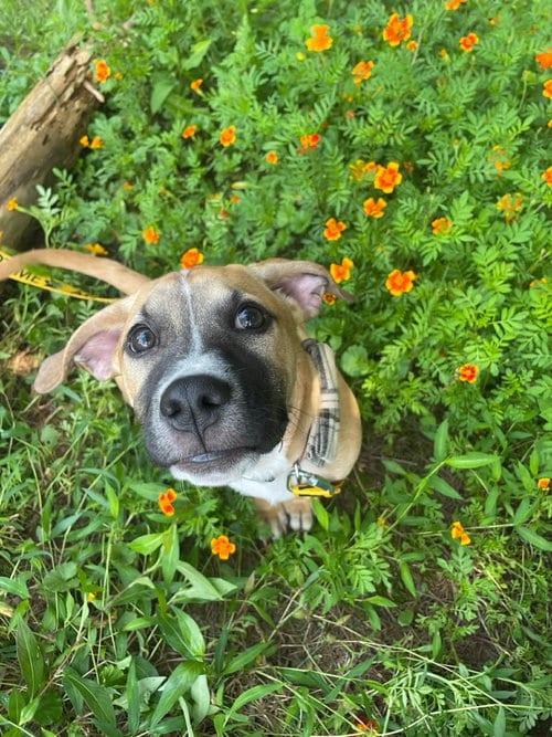 Photo of Krew, adoptable Pit Bull Terrier in Derwood, Maryland