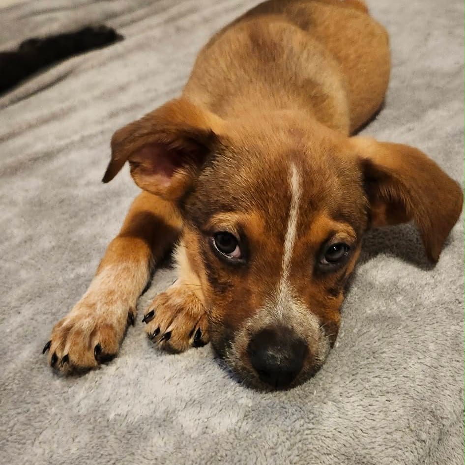 Photo of Arian, adoptable Mixed Breed (Medium) in Buffalo, Minnesota