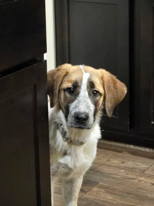 Photo of Kenna Nevra, adoptable Anatolian Shepherd in MIDWAY, Utah