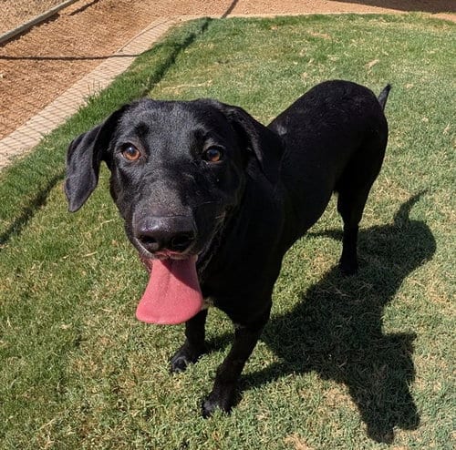 Photo of Lyric, adoptable Labrador Retriever in Plano, Texas