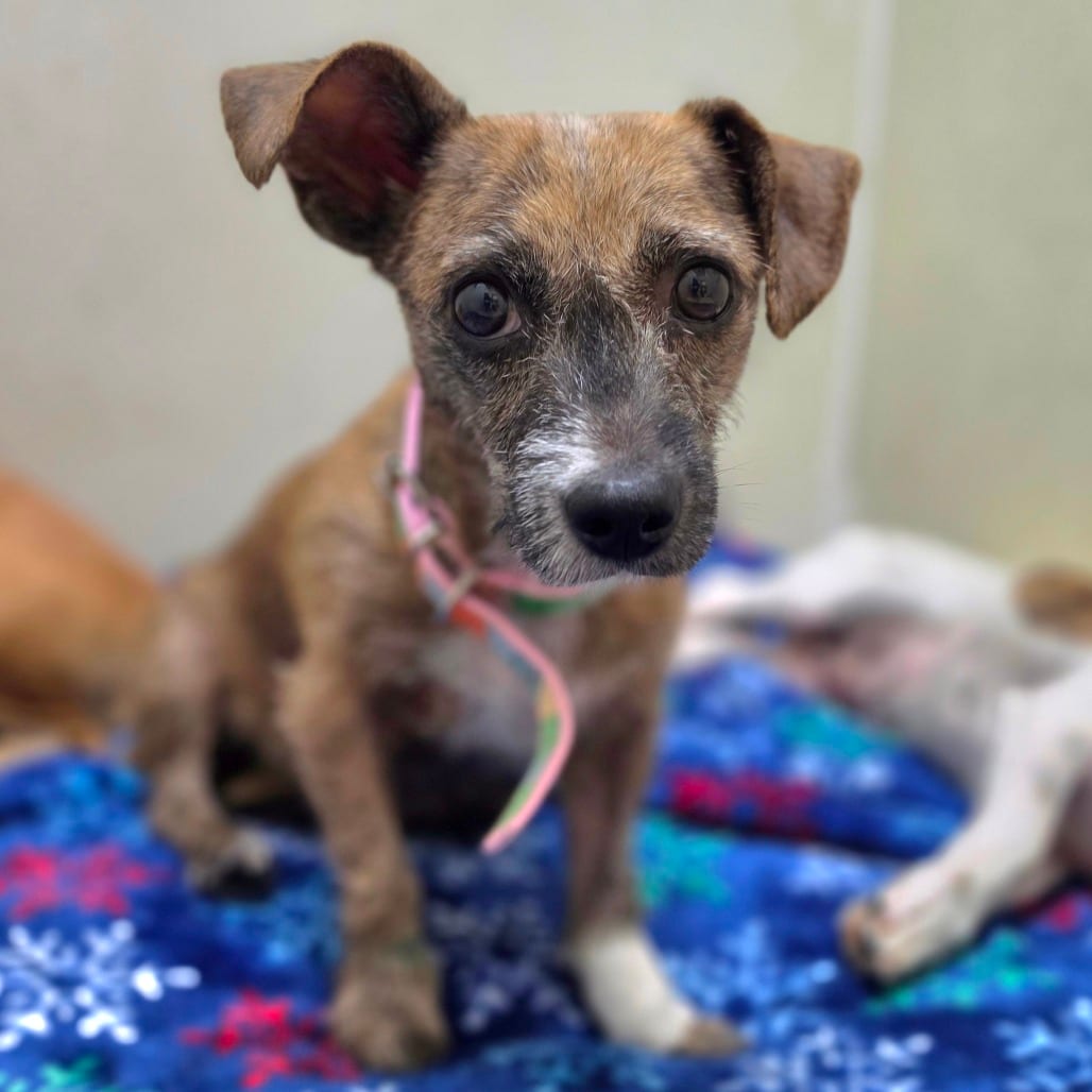 Photo of Kim Tate - Chino Hills Location, adoptable Terrier / Mix
