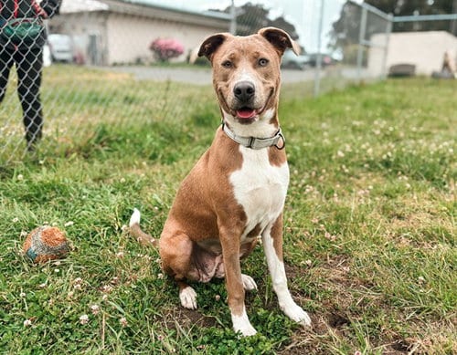Photo of Andromeda, adoptable Pit Bull Terrier in McKinleyville, California