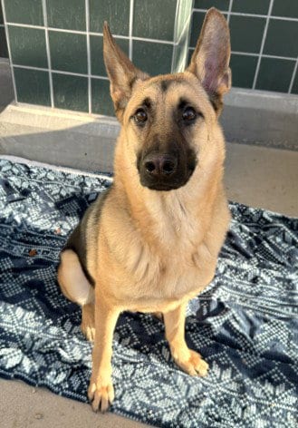 Photo of Leo, adoptable German Shepherd Dog in Rancho Cucamonga, California