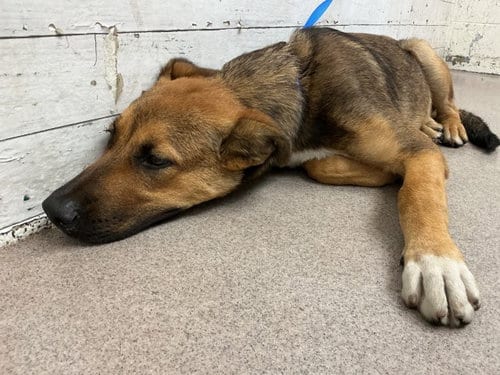 Photo of Skylar, adoptable German Shepherd Dog in San Bernardino, California