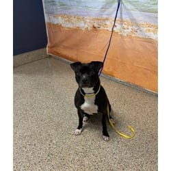 Photo of Rayna, adoptable Terrier (Unknown Type, Medium) in Doral, Florida