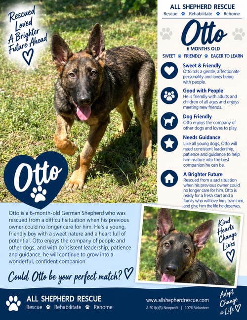 Photo of Otto, adoptable German Shepherd Dog in Baltimore, Maryland