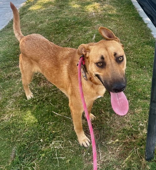 Photo of Rio, adoptable Shepherd in Newport Beach, California