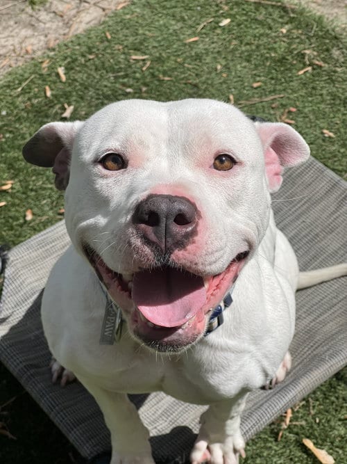 Photo of Abbie, adoptable Pit Bull Terrier in Richmond, Virginia