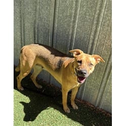 Photo of Bean, adoptable German Shepherd Dog American Pit Bull Terrier in Lancaster, California