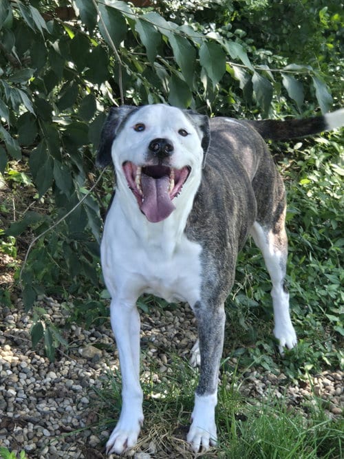 Photo of Merci, adoptable American Staffordshire Terrier in Boston, Kentucky