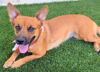 Photo of 161831Alani, adoptable Chihuahua, Short Coat/Mix in Bakersfield, California