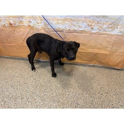 Photo of Radio, adoptable American Bulldog in Doral, Florida