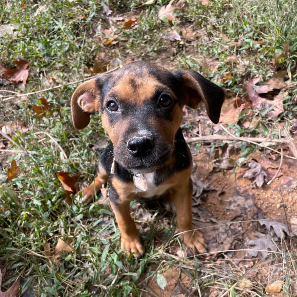 Photo of Sarah, adoptable Retriever, Labrador / Mixed Breed (Medium) in Fairfax Station, Virginia