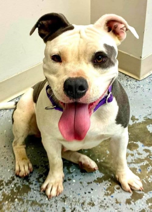 Photo of Angel, adoptable Pit Bull Terrier in Hillsboro, New Hampshire
