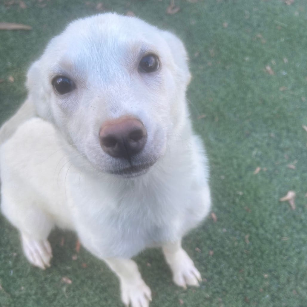 Photo of Tabitha, adoptable dog
