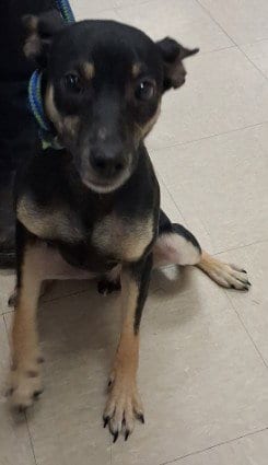 Photo of Jason, adoptable Rat Terrier in Killeen, Texas