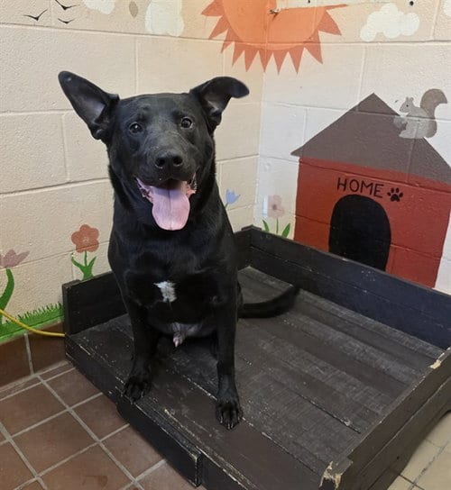 Photo of Noah, adoptable Labrador Retriever in Castaic, California