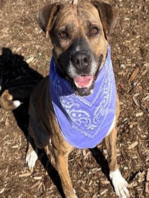 Photo of Nala, adoptable German Shepherd Dog in Denver, Colorado