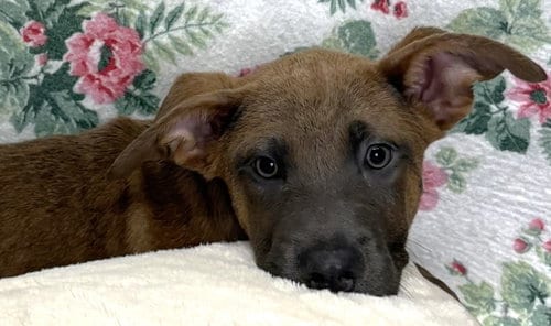 Photo of Fletcher, adoptable Shepherd in Wetumpka, Alabama