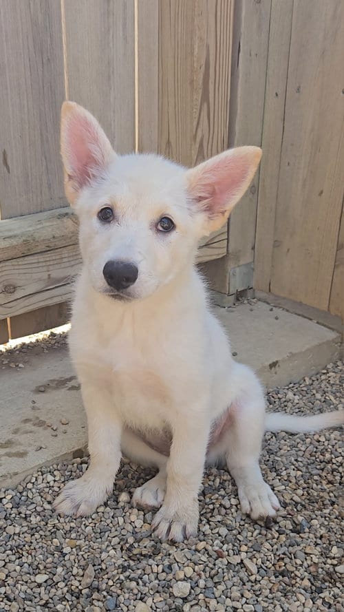 Photo of Brioche, adoptable Shepherd in Estherville, Iowa