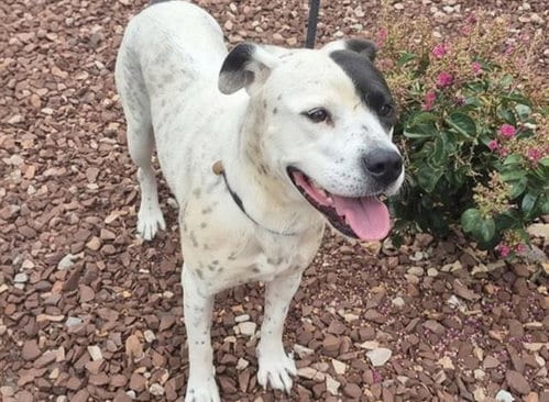 Photo of Tayson, adoptable American Pit Bull Terrier in Albuquerque, New Mexico