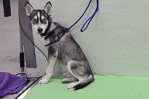 Photo of Monty, adoptable Siberian Husky in Houston, Texas
