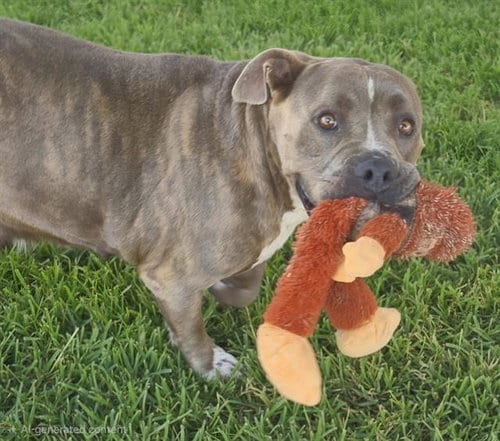 Photo of Bella, adoptable American Bulldog in Albuquerque, New Mexico