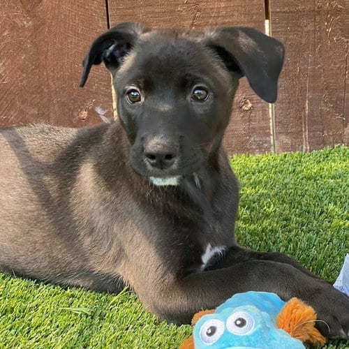 Photo of Juice Box Pup - Juicy Juice, adoptable Labrador Retriever in San Diego, California