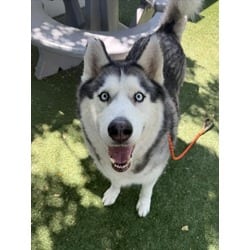 Photo of Chopper, adoptable Husky in Chatsworth, California