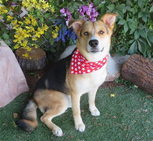 Photo of Ryker, adoptable German Shepherd Dog in Oklahoma City, Oklahoma