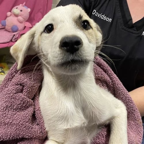 Photo of Waldo, adoptable Border Collie in Modesto, California