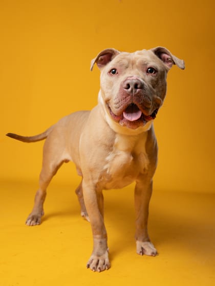 Photo of Nash, adoptable dog in Atlanta, Georgia