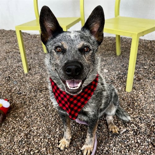 Photo of Jaxon, adoptable Australian Cattle Dog/Blue Heeler in Mesa, Arizona