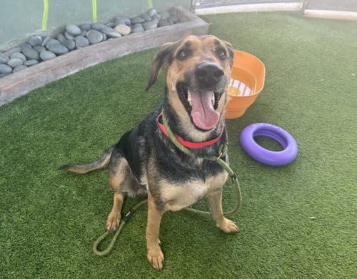 Photo of Millie, adoptable German Shepherd Dog in Van Nuys, California