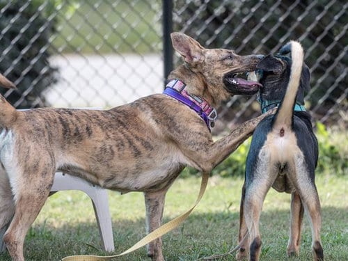 Photo of Marigold, adoptable Dutch Shepherd in Haw River, North Carolina
