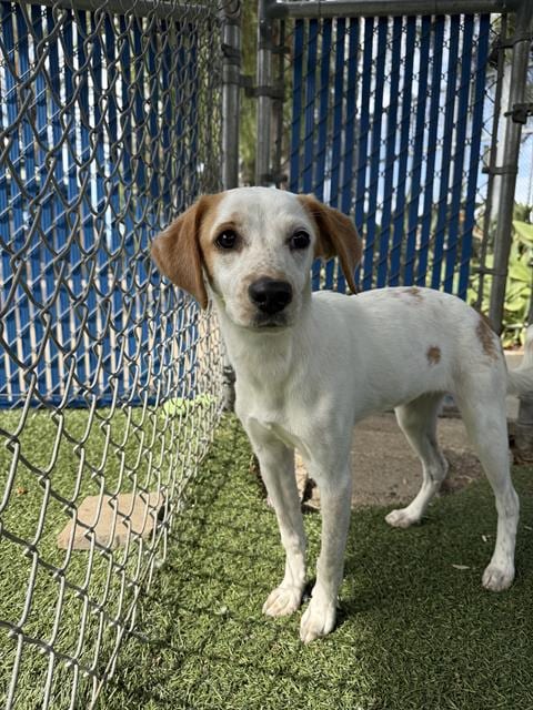 Photo of A275123, adoptable Terrier in Chula Vista, California
