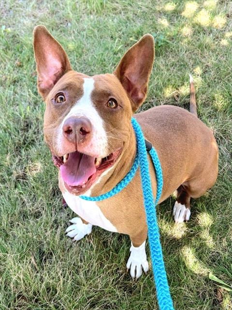 Photo of Red, adoptable Pit Bull Terrier in Sacramento, California