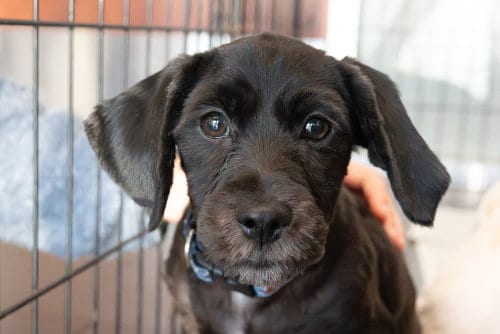 Photo of Iggy, adoptable Cocker Spaniel in Mundelein, Illinois