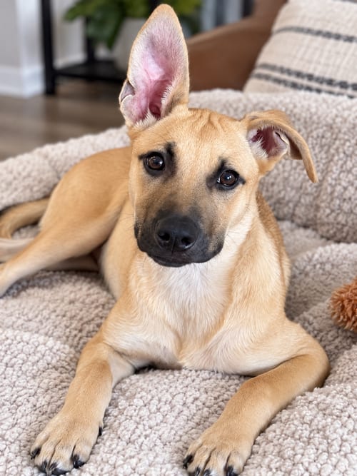 Photo of Forrest, adoptable Shepherd in Mooresville, North Carolina