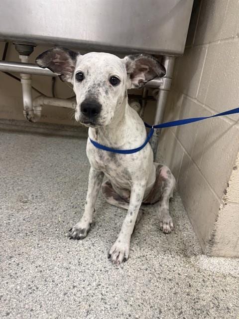 Photo of Diamond, adoptable Australian Cattle Dog/Blue Heeler in Conroe, Texas